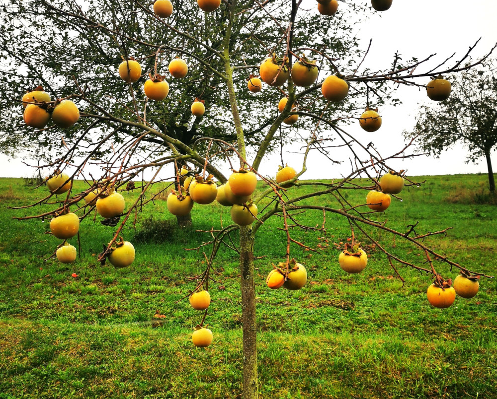 Tipps für den zukunftsfähigen, ertragreichen Anbau