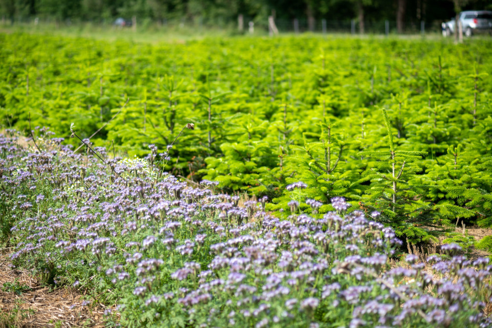 Der natürliche Weihnachtsbaum: ein gesundheitlich unbedenklicher Mitbewohner