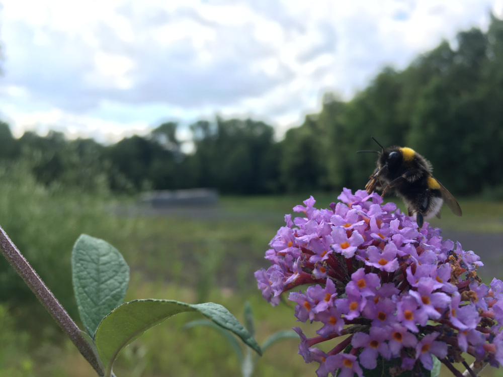 20. Treffen zum ehrenamtlichen und amtlichen Erhalt von Flora und Fauna