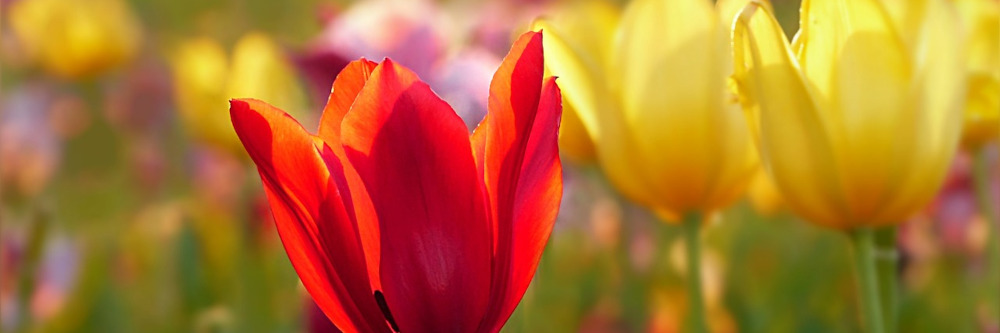 Von den Tulpenzwiebeln zur Frühlingspracht: Wissenswertes zur niederländischen Nationalblume