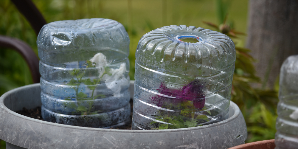 Pflanzen vor Frost schützen - Minusgrade möglich