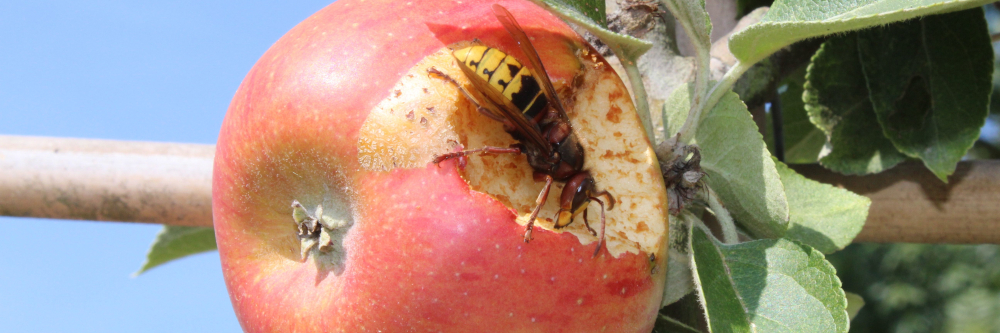 Alte Sorten im Freizeitgarten: eine gute Idee?