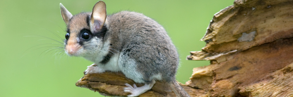 Mit Zorro-Maske durchs Blumenbeet: Der Gartenschläfer ist Gartentier des Jahres 2025