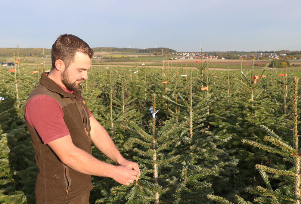 Weihnachtsbäume: Mengen und Preise 2025