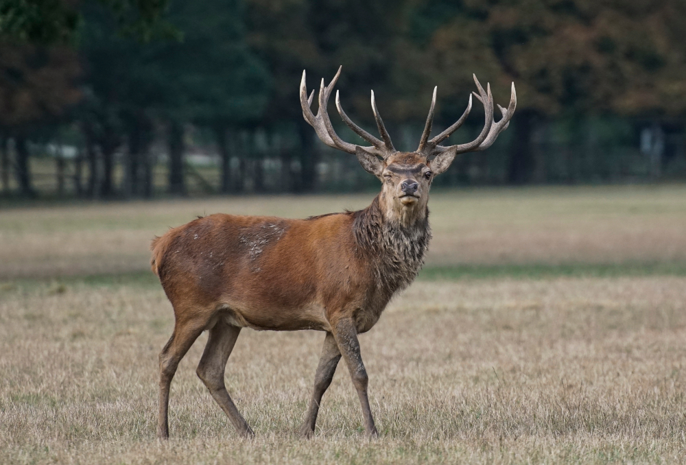 Wildunfall: Wo Hirsch und Co. die Straße queren