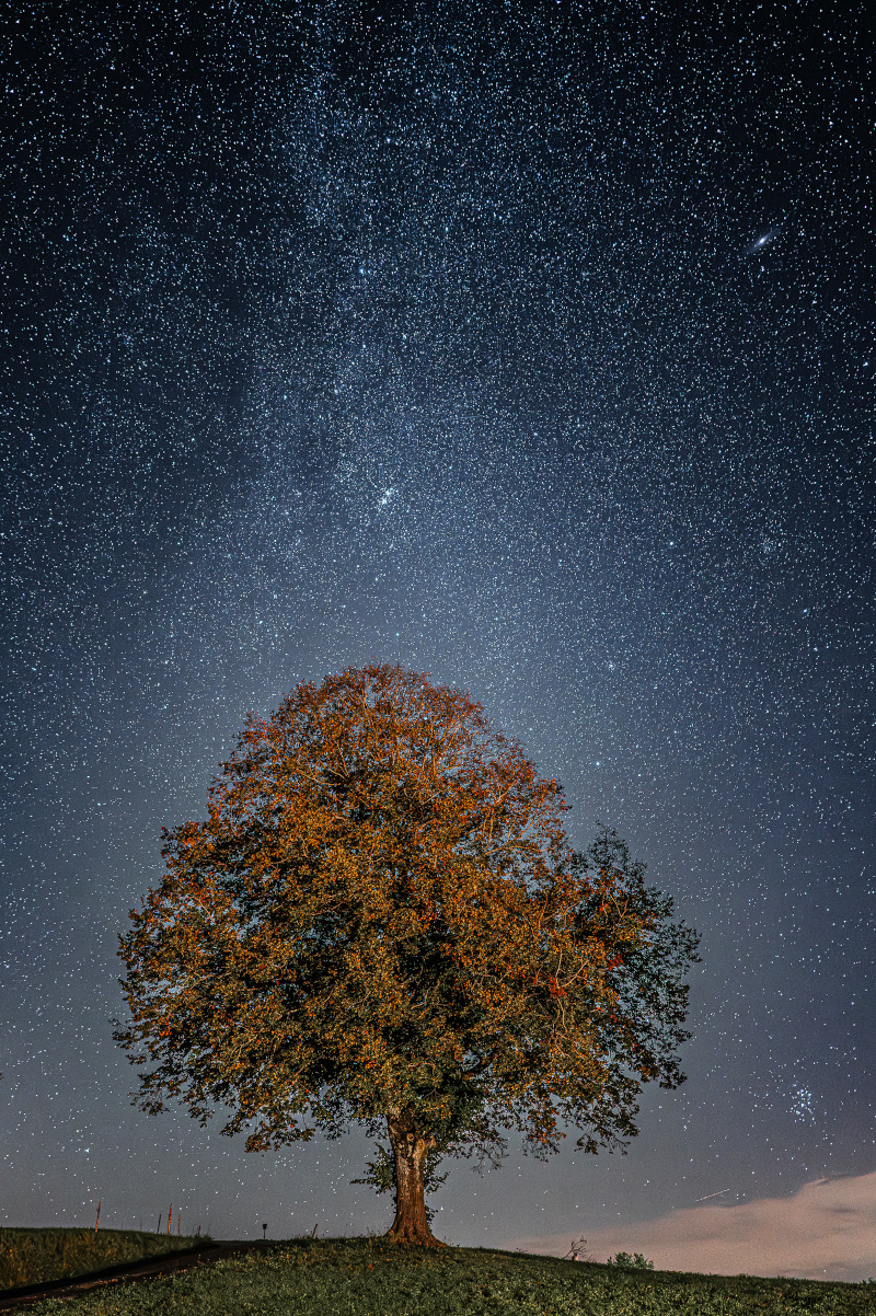 Wurzeln in das Universum I Freiamt k