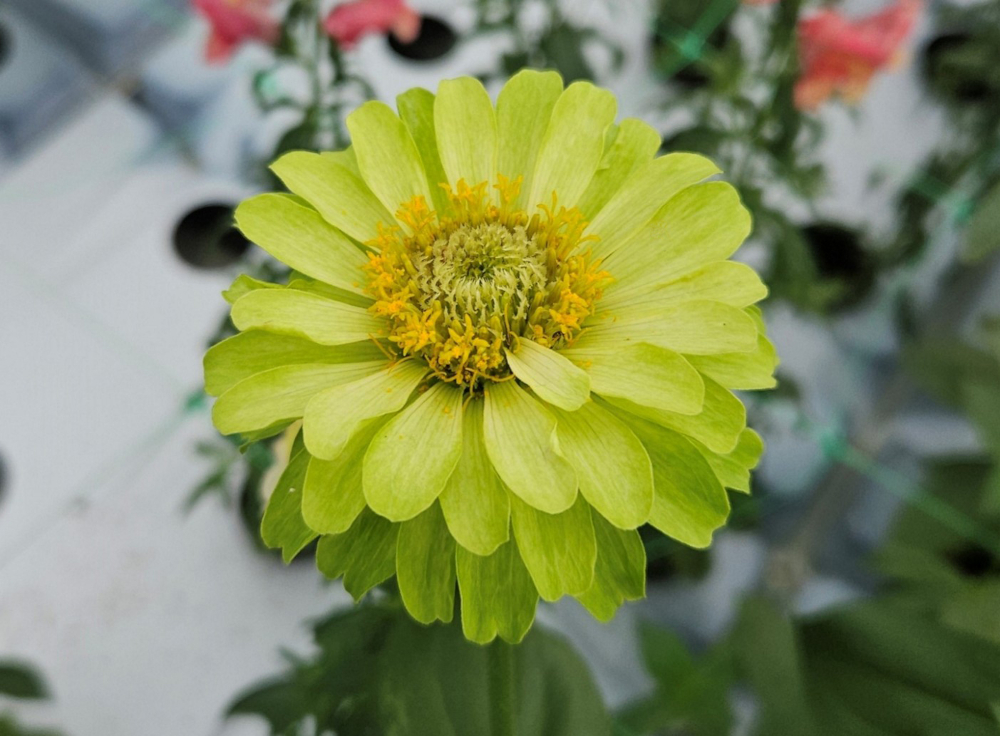 Nicht nur zum Valentinstag: Blumen aus nachhaltiger Produktion