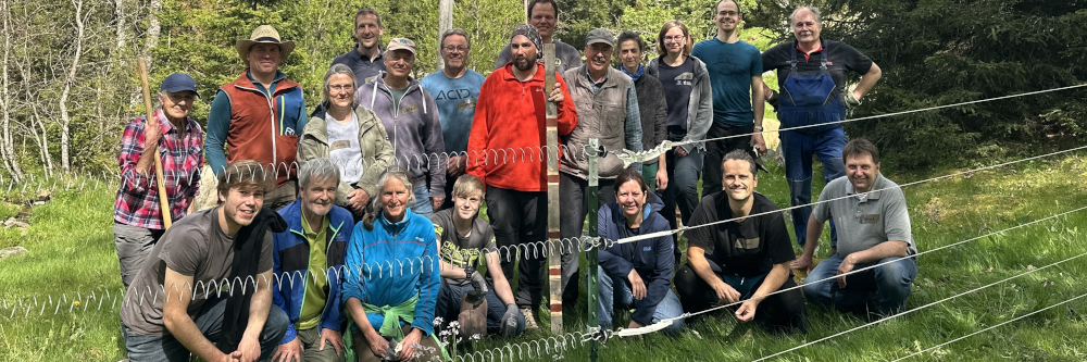 Weidehilfe Südschwarzwald: Freiwillige gesucht für Herdenschutzeinsätze im Südschwarzwald