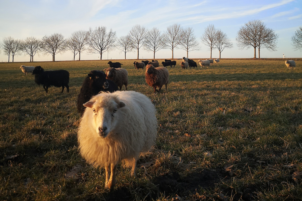 Schutz für Schaf und Schäfer: Tierfreundliche Wolfsabwehr