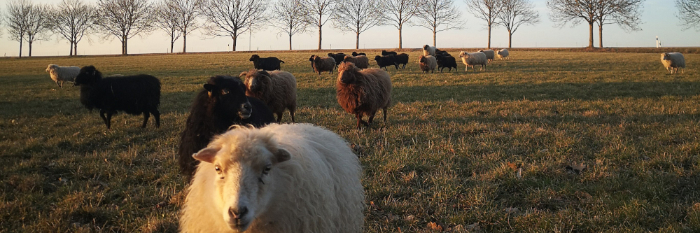 Schutz für Schaf und Schäfer: Tierfreundliche Wolfsabwehr