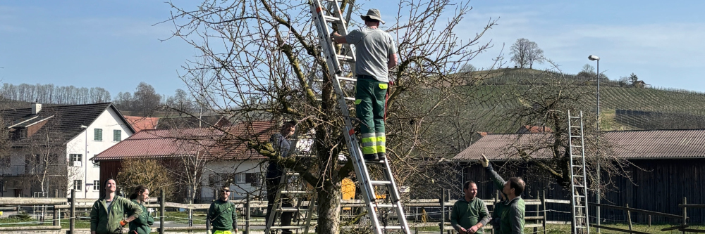 Obstbaum-Schnittkurse 2026