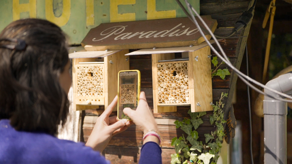 Zähl mit: Wie viele Wildbienen summen in deinem Garten?