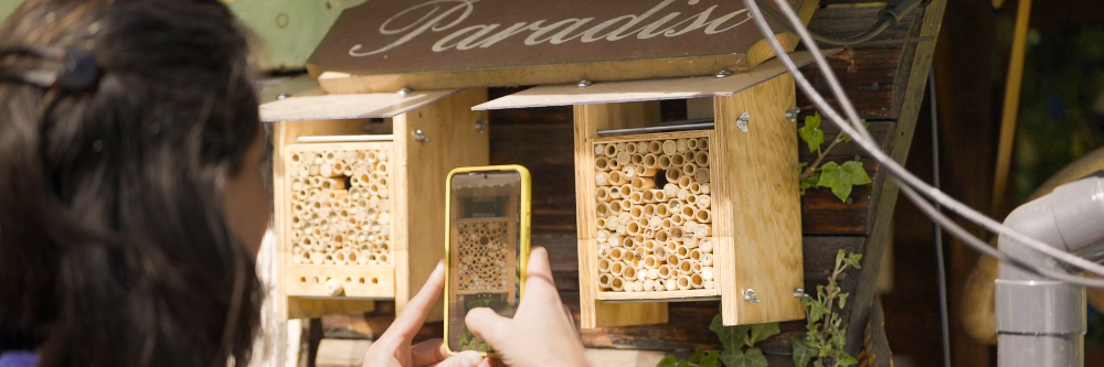 Zähl mit: Wie viele Wildbienen summen in deinem Garten?