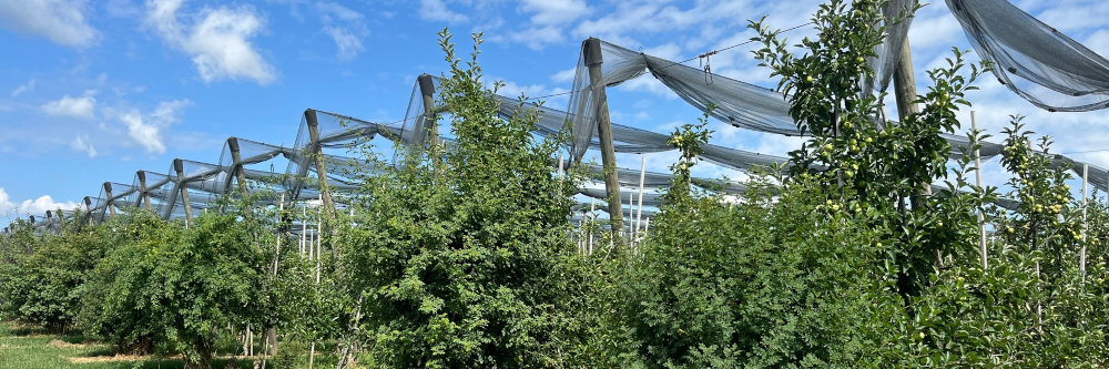 Bodensee-Obstbauern fördern seit mehr als 15 Jahren koordiniert Wildbienen