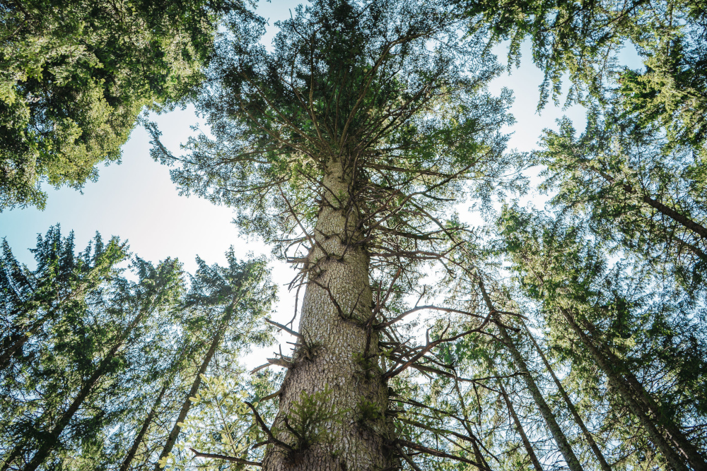 Resilienter Riese: Die Danieltanne in Grafenhausen wird zum Nationalerbe-Baum ernannt