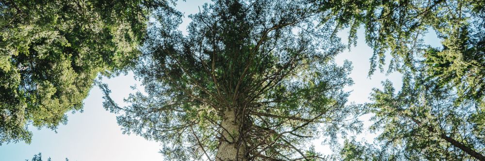 Resilienter Riese: Die Danieltanne in Grafenhausen wird zum Nationalerbe-Baum ernannt