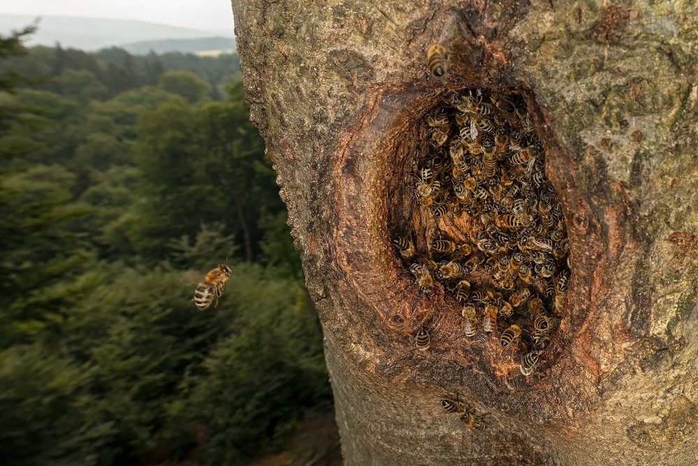 Honigbienen: Wildpopulationen erstmals in der EU auf Roter Liste