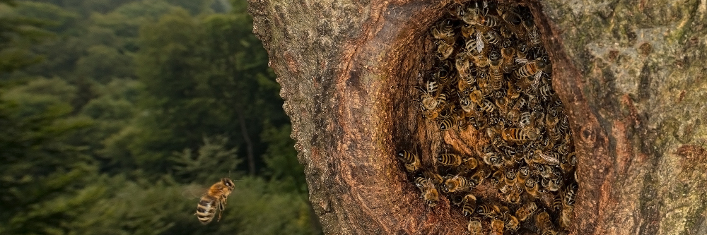 Honigbienen: Wildpopulationen erstmals in der EU auf Roter Liste