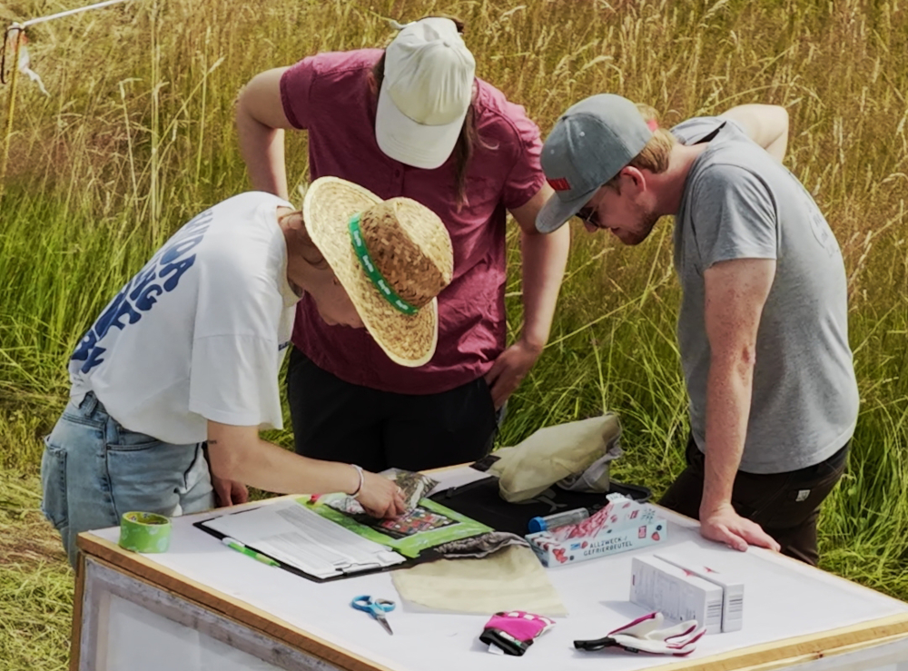 Die eigentliche Arbeit beginnt nach der Mahd: Die Insektenproben werden über mehrere Monate hinweg sortiert, bestimmt und ausgewertet. Bild: Universität Hohenheim / Frank Roller (unger+)