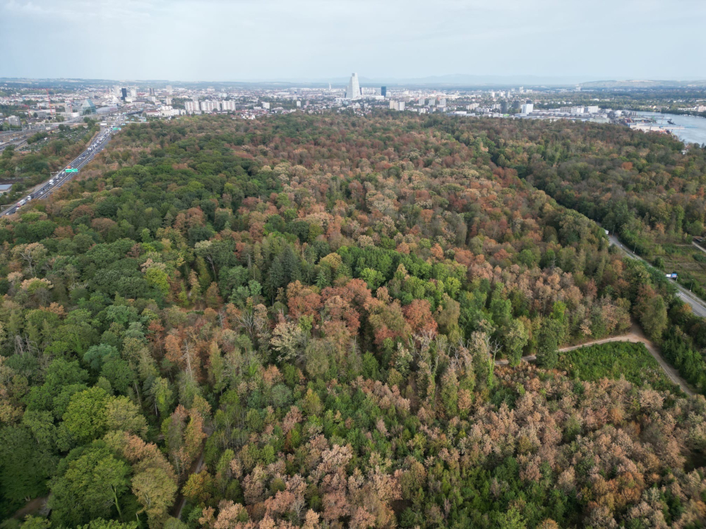 Trockenheit in den Wäldern erfordert Sicherheitsfällungen
