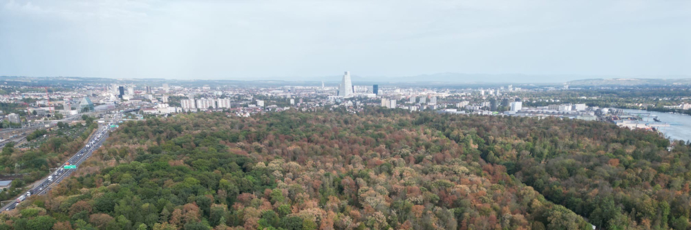 Trockenheit in den Wäldern erfordert Sicherheitsfällungen
