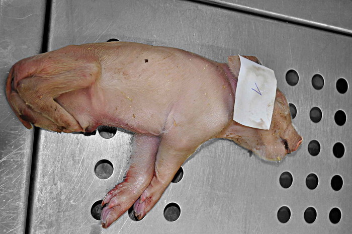 Missgebildetes Ferkel wegen Glyphosat - Foto: Monika Krüger