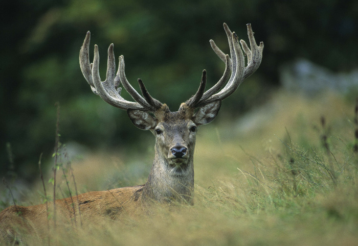 Rothirschtage und Hubertuswoche im Hochschwarzwald