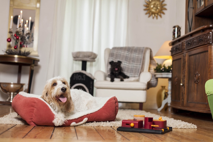 Stressfrei mit Tieren durch die Weihnachtszeit