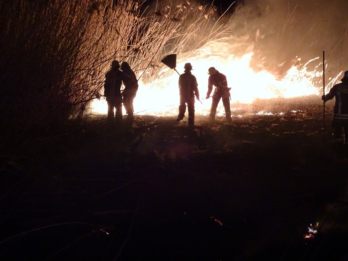 Erneuter Schilfbrand im Gewann Gießen