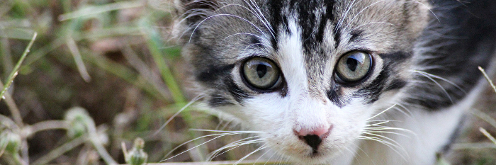 Erste Millionenstadt beschließt Katzenschutzverordnung
