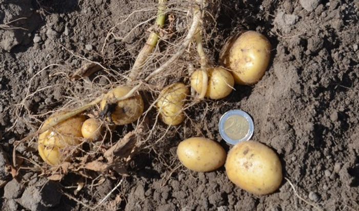 Hitzewelle: Kartoffelernte in Gefahr?
