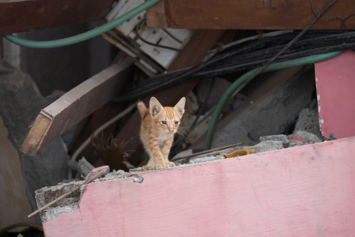Erdbeben auf Indonesien: VIER PFOTEN hilft Tieren