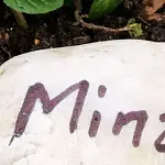 Kräuter als grünes Valentinstag-Geschenk 