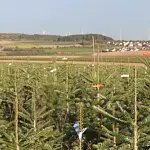 Arbeitseinsatz der Weihnachtsbaumerzeuger