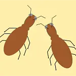 krabbelt auch!