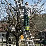 Obstbaum-Schnittkurse