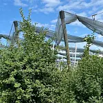  Biodiversitätsprojekt Ankerpflanzen