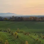 Agroforstsystem des Hofguts Wöpplinsberg