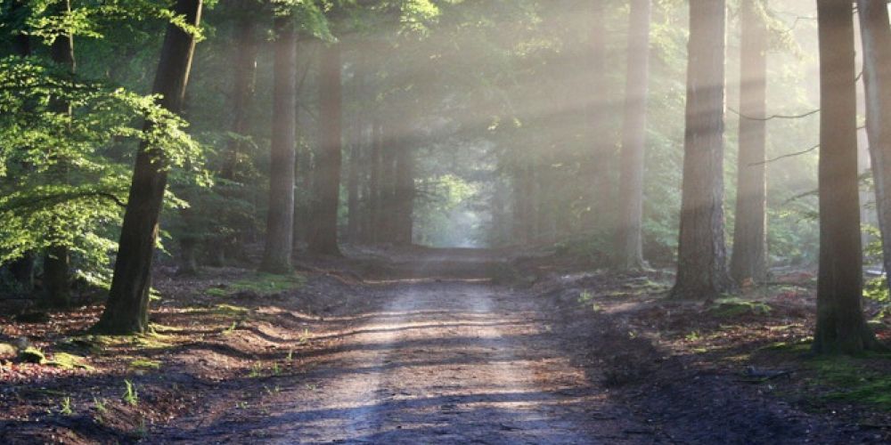 Die Kraft der Natur: Waldbaden und Outdoor-Aktivitäten als Therapieansatz bei Depressionen