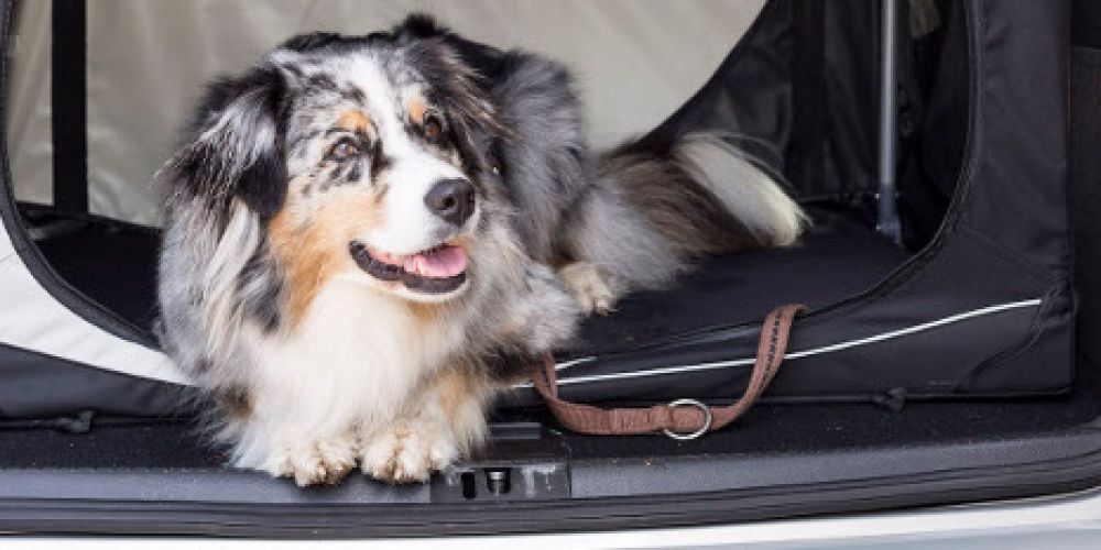 Tipps für Hunde- und Katzenbesitzer in der Ferienzeit