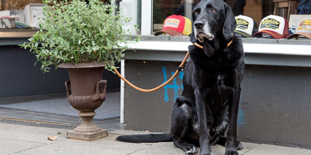 Vorsicht vor Hundediebstahl!