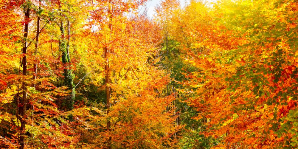 Das ist der „goldene Oktober“