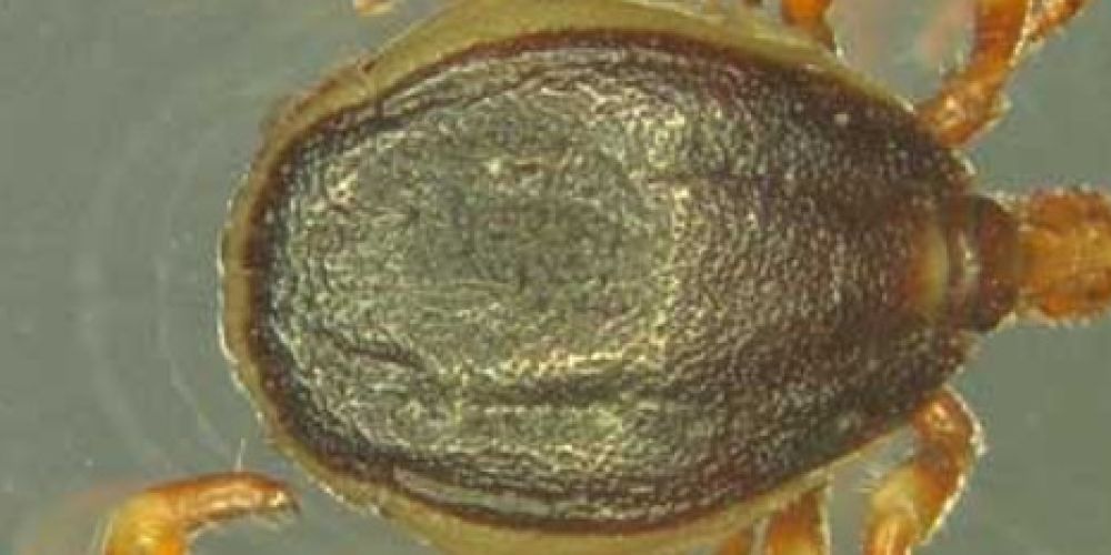 Erster Verdachtsfall auf Fleckfieber-Übertragung in Deutschland