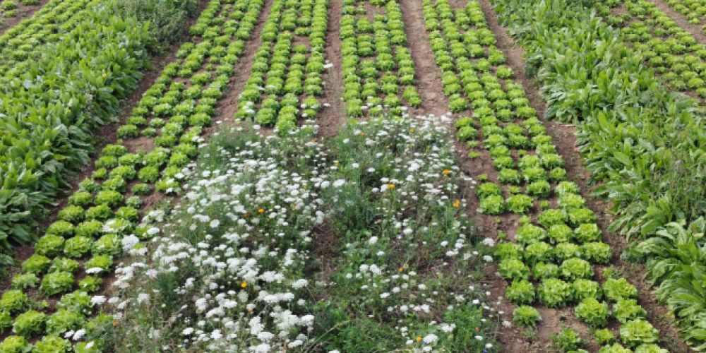 Weniger Pestizide, mehr Umweltschutz