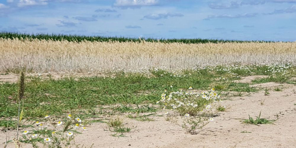 Hitze und Starkregen nehmen ebenfalls zu