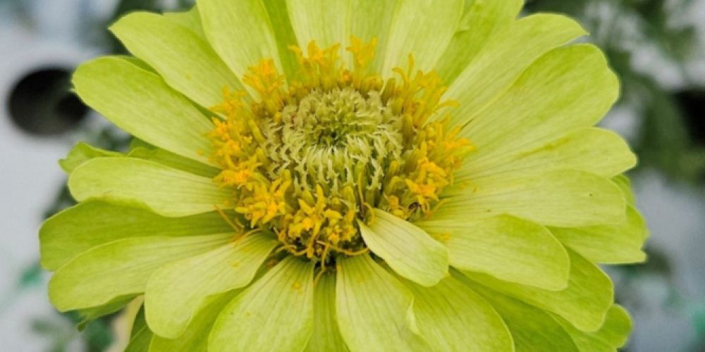 Nicht nur zum Valentinstag: Blumen aus nachhaltiger Produktion