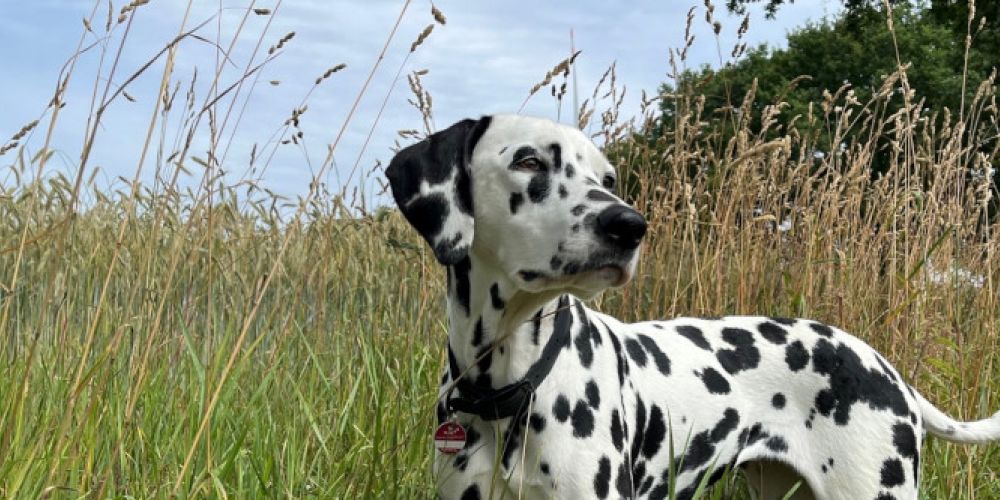 Grannen – eine Gefahr für Hunde