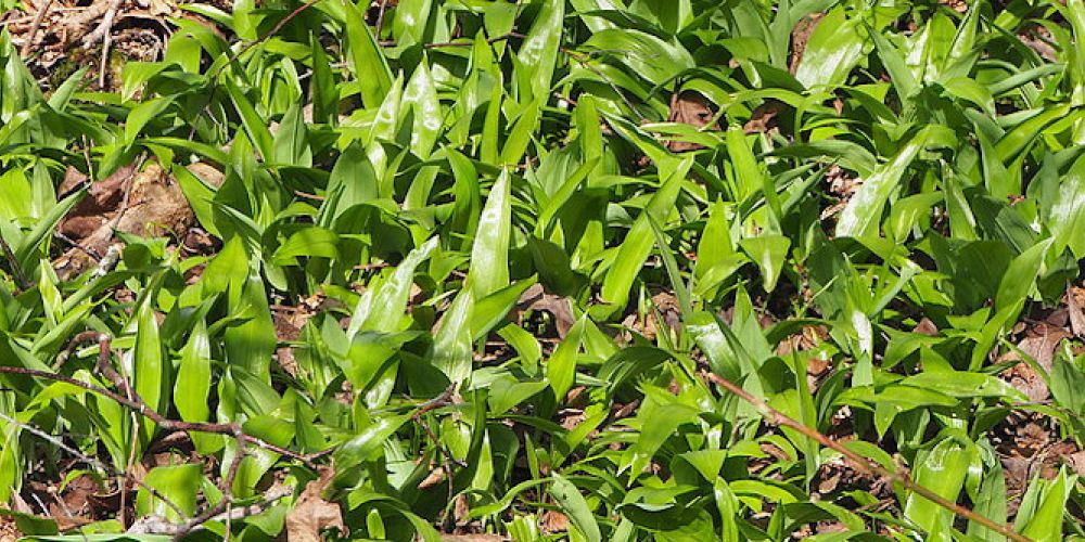 Die Bärlauchsaison beginnt