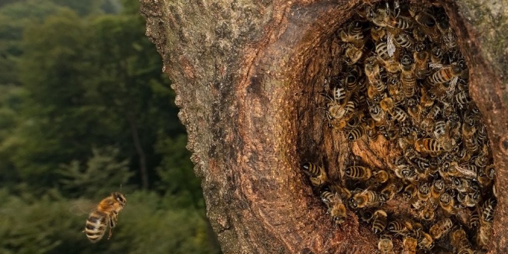 Honigbienen: Wildpopulationen erstmals in der EU auf Roter Liste