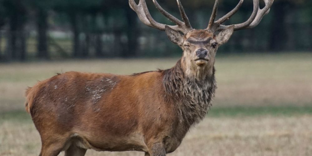 Wildunfall: Wo Hirsch und Co. die Straße queren